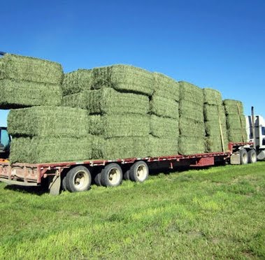 معلومات حول شركة الباب العالي لتجارة الأعلاف